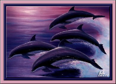 dolphns04.jpg (28637 bytes)